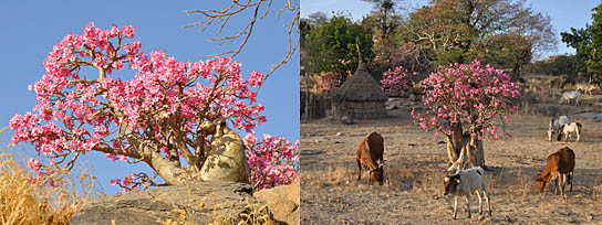 Sudan